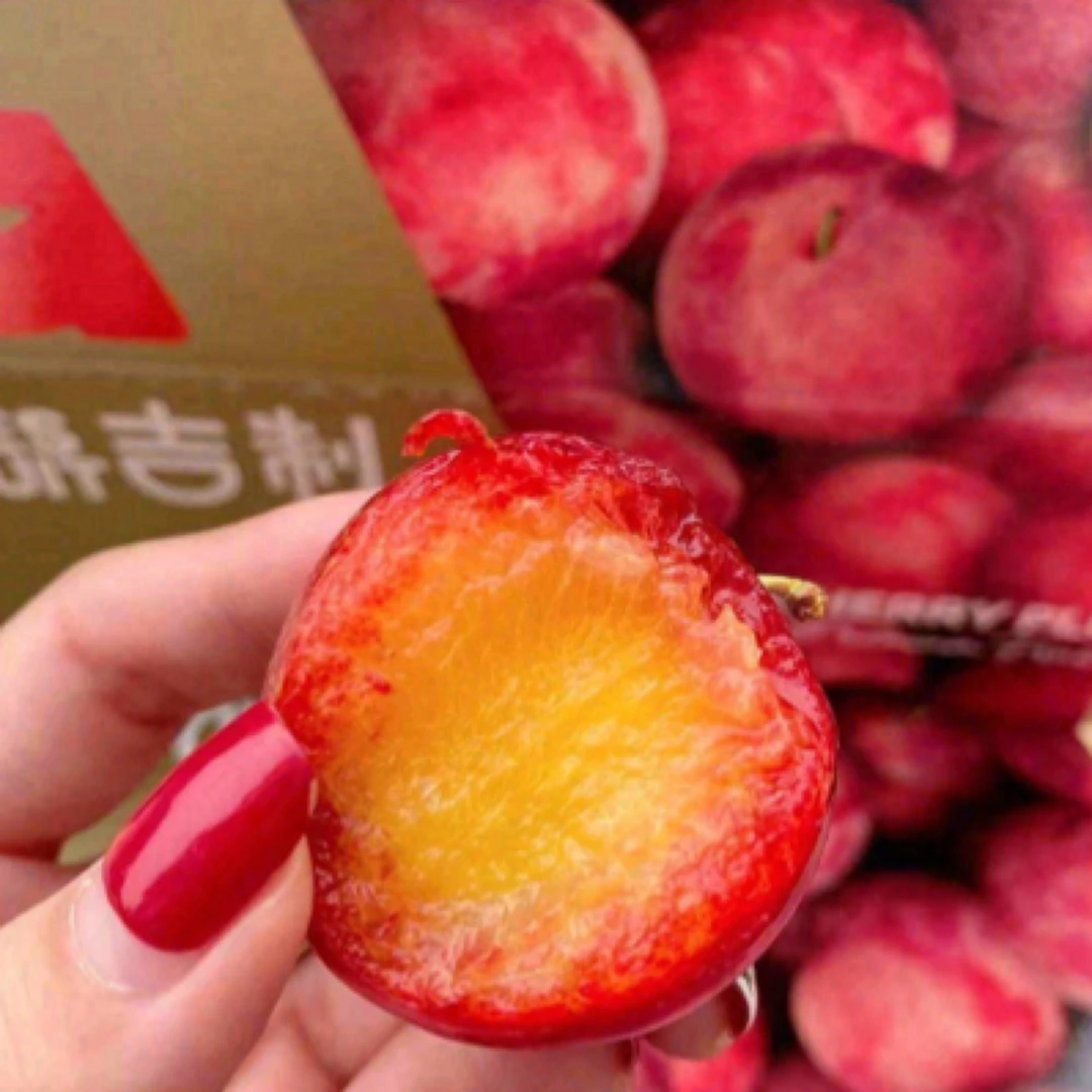 「水果新贵」智利  吉制  樱桃李  一件2.5公斤净重