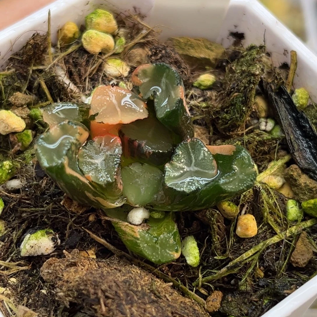 97蜘蛛之巢万象锦（根不好介意勿拍）福利专场