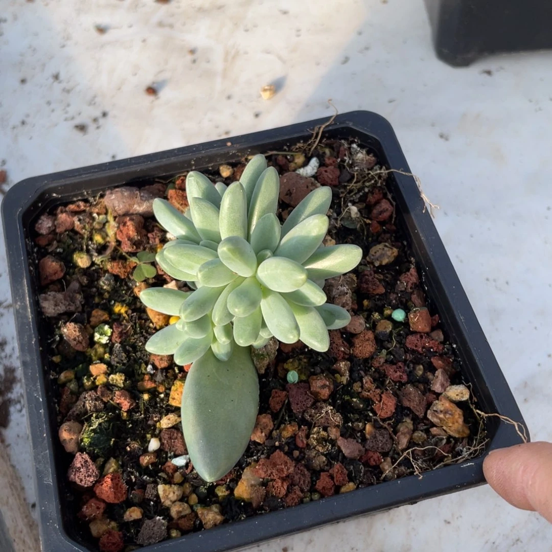 摩登女郎缀多头多肉植物
