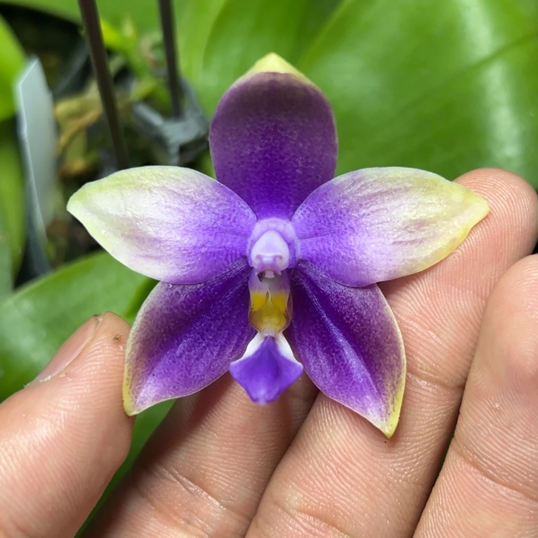 完全开放l235n6506