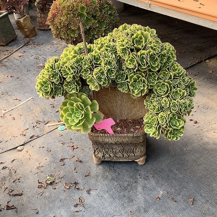 绿豆朵朵脱土发货啊