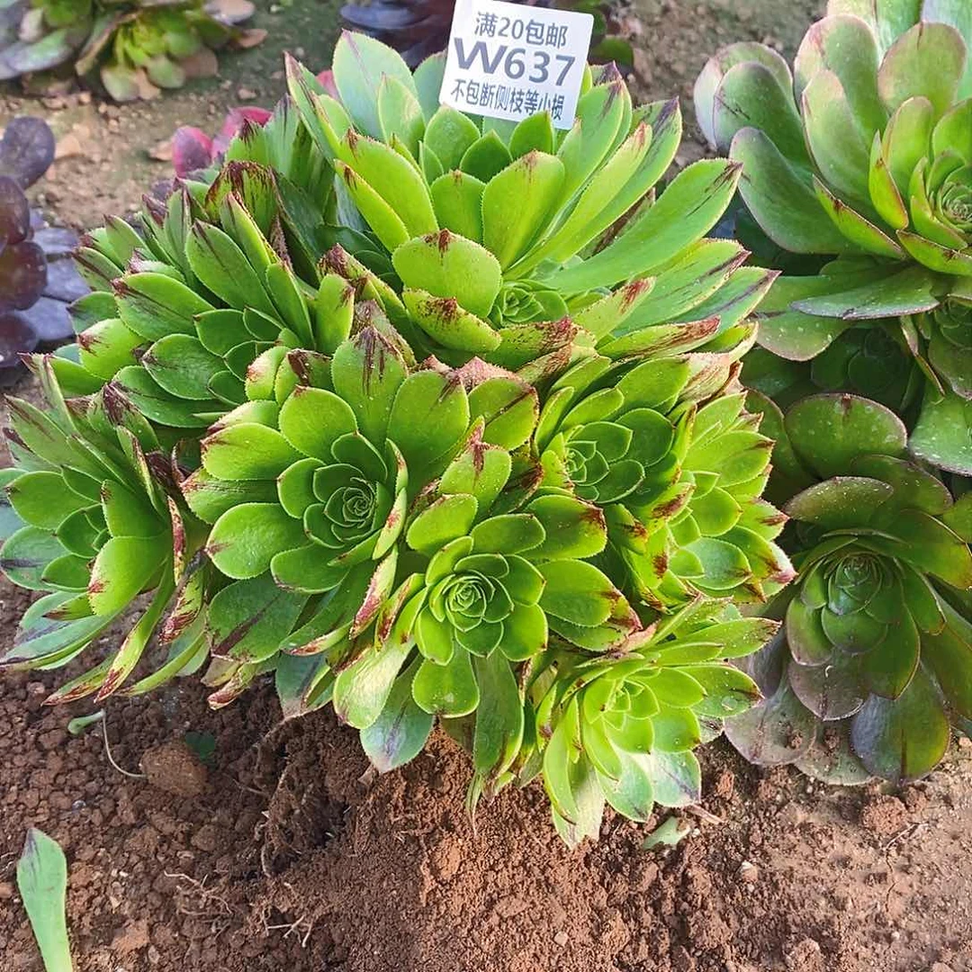 637绿魔多肉法师锦