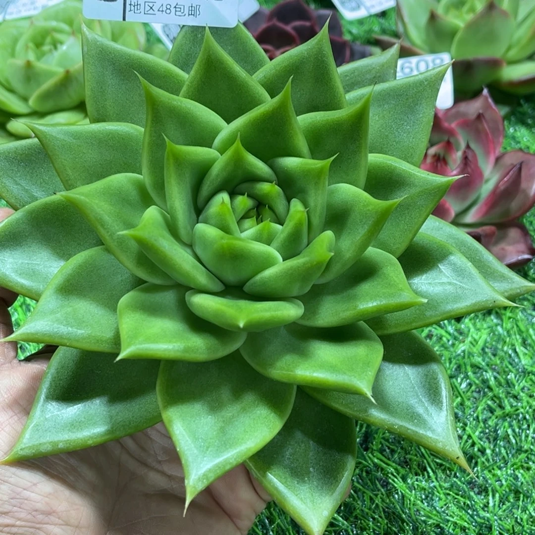 618………………………………黄金玛