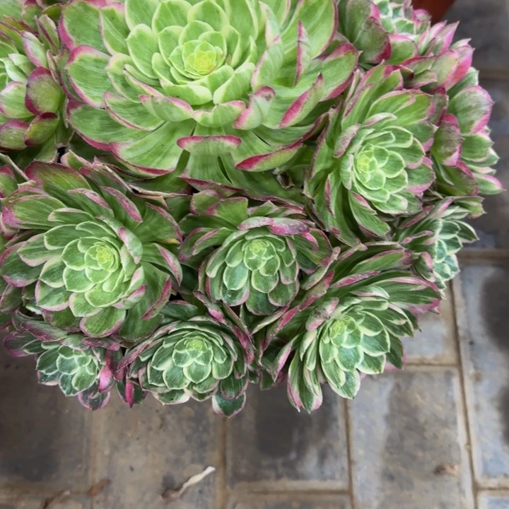 张*愉水晶莲花捧花678肉肉