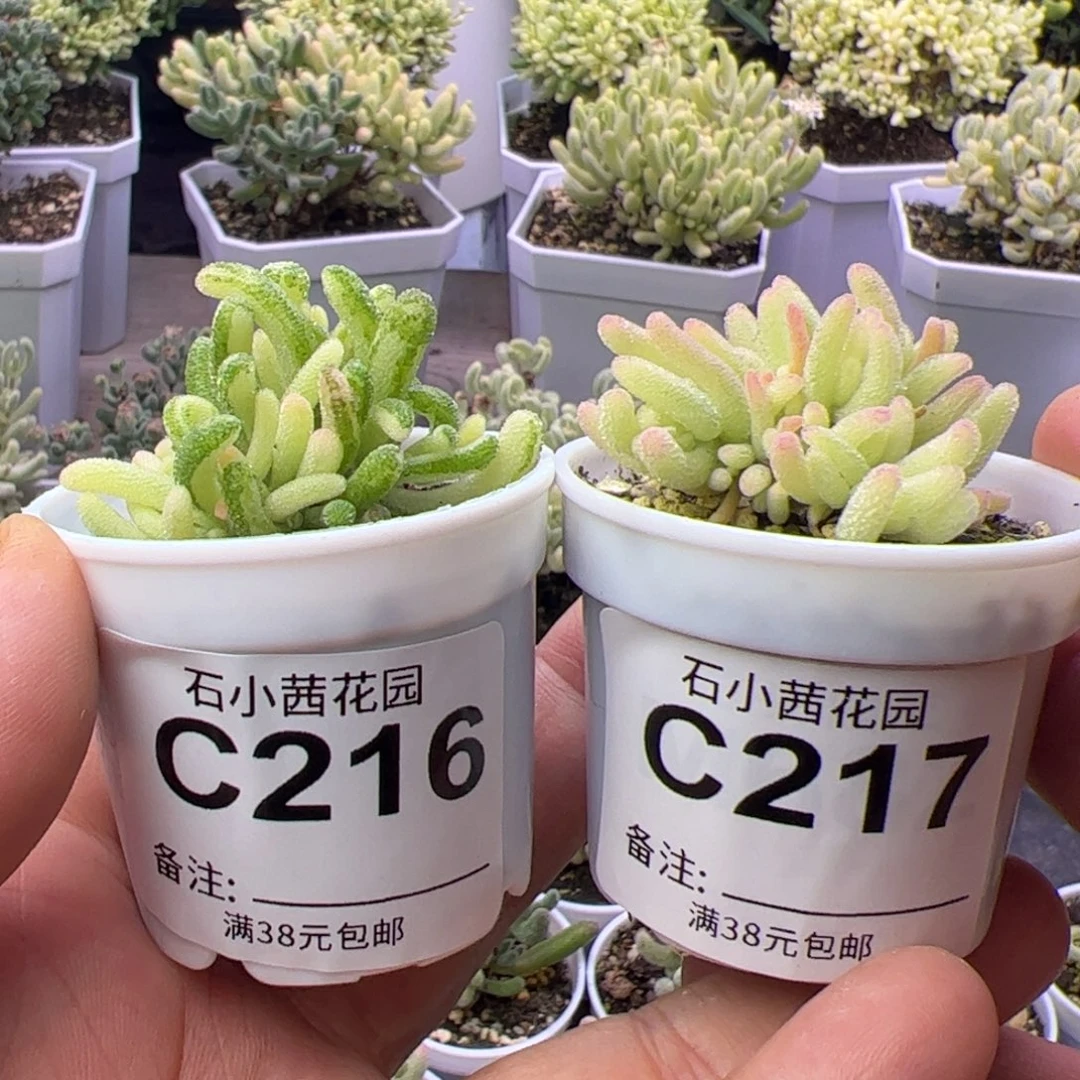 多肉植物枝干荧光兔白锦