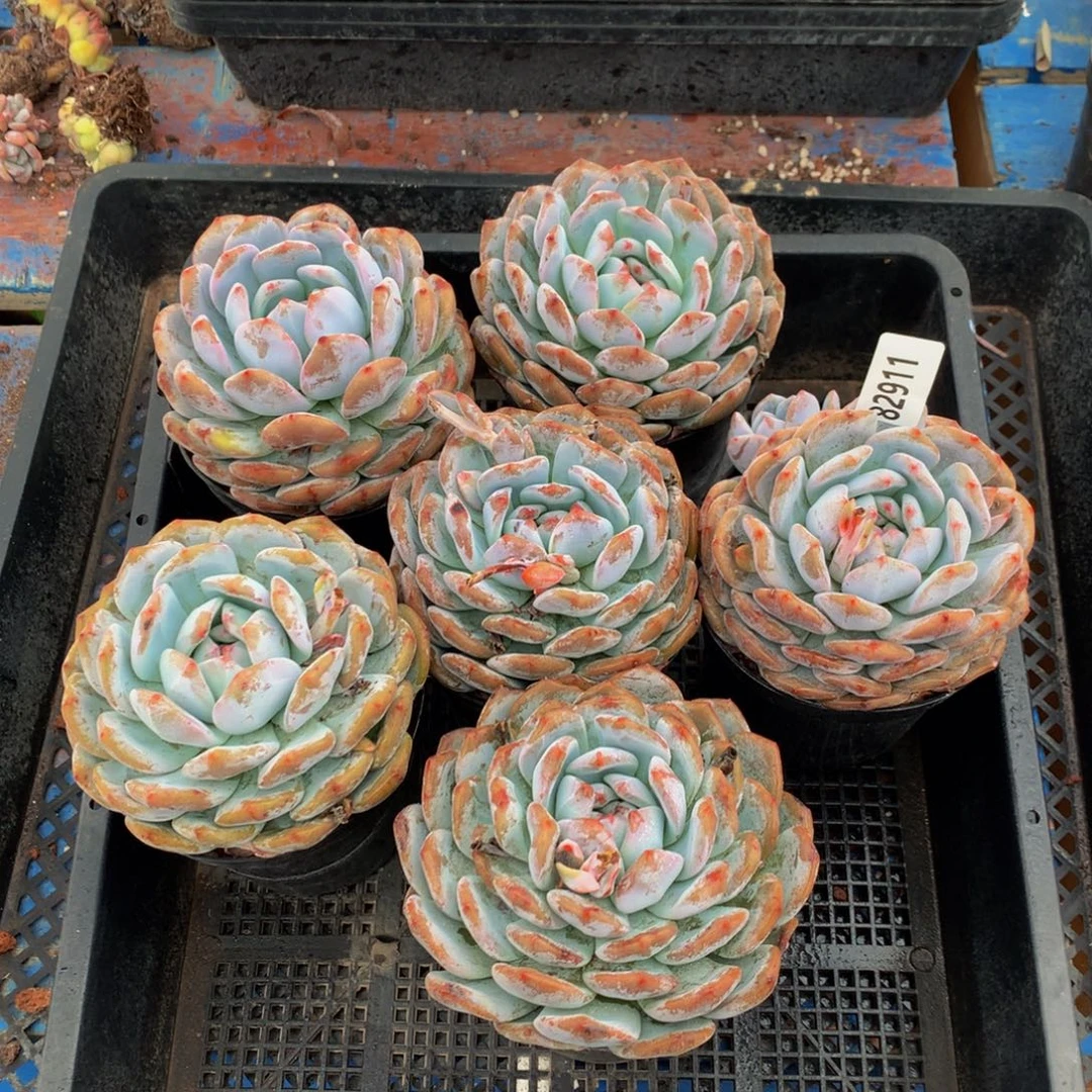 琦***瑶82911六个嗯嗯嗯嗯嗯好喜欢