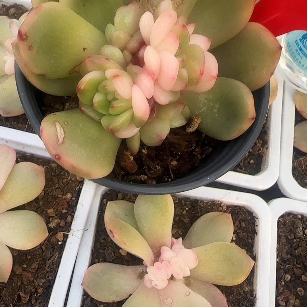 冰*冰风 多肉植物锦