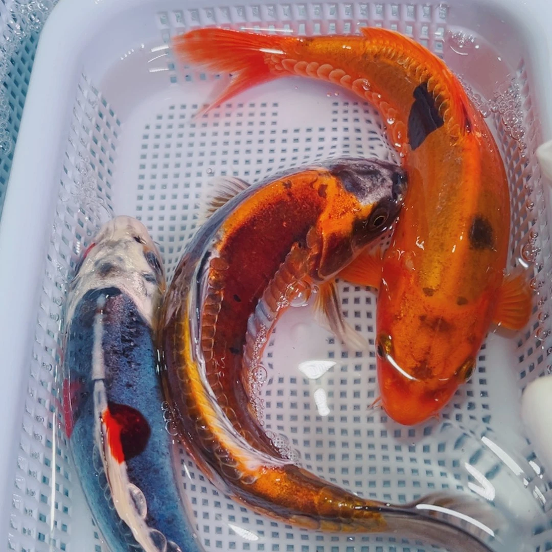 锦鲤锦鲤冷水鱼观赏613