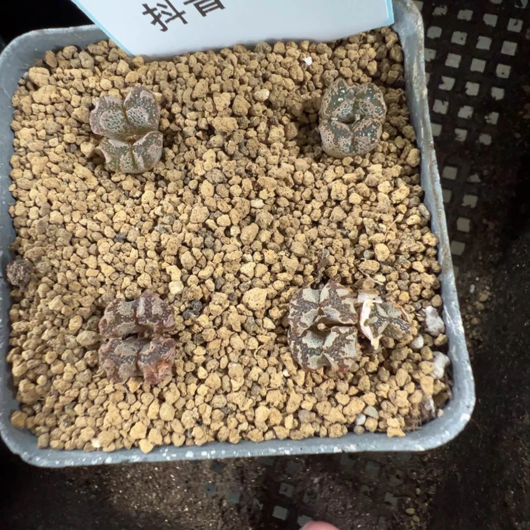 14-67蝴蝶勋章多肉植物