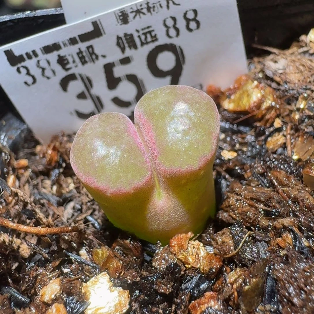 Zzzzzz精品生石花359磁铁