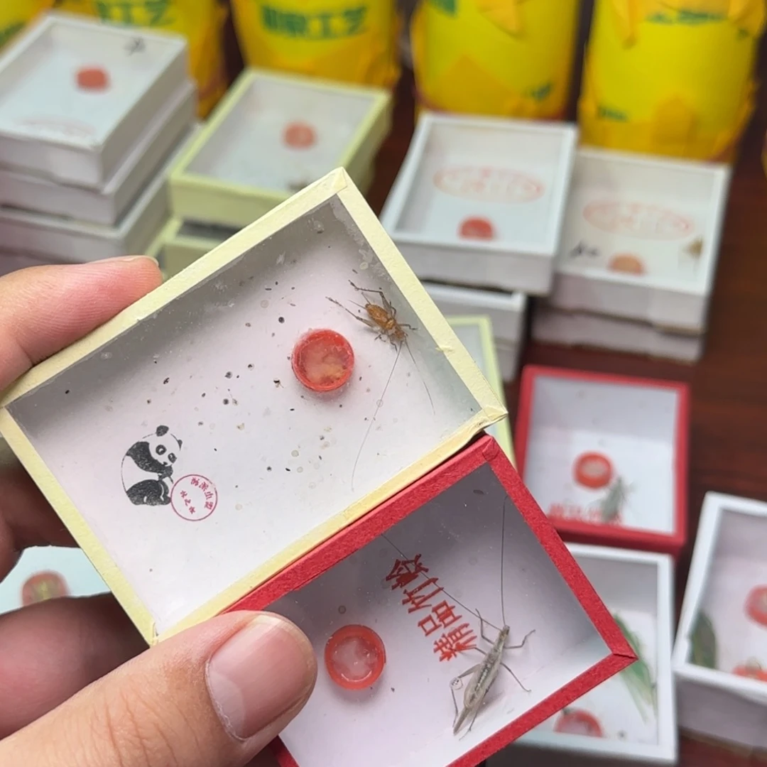 1大黄蛉1黑紫竹蛉