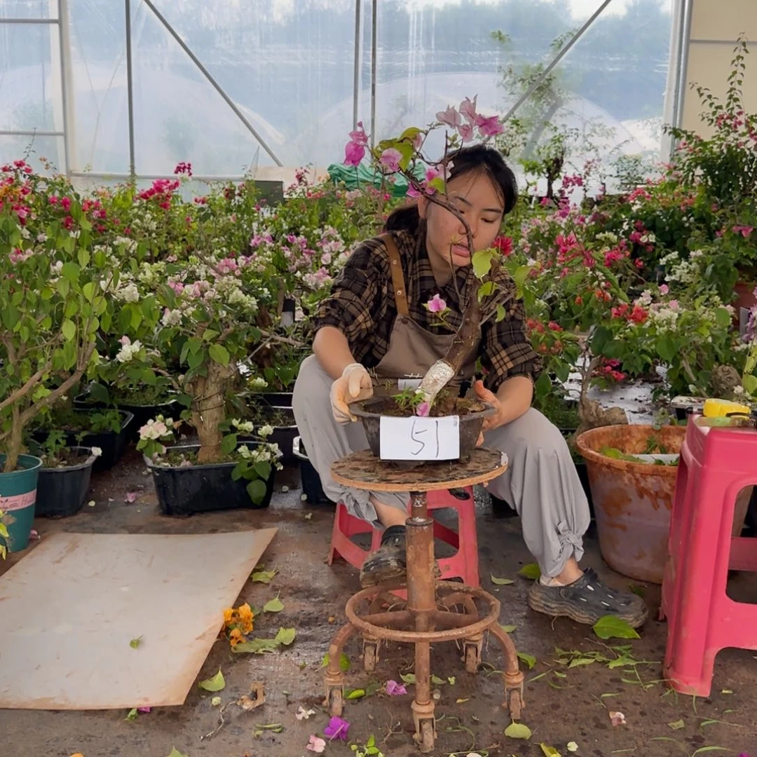 大部分花苞少量开放漳 51