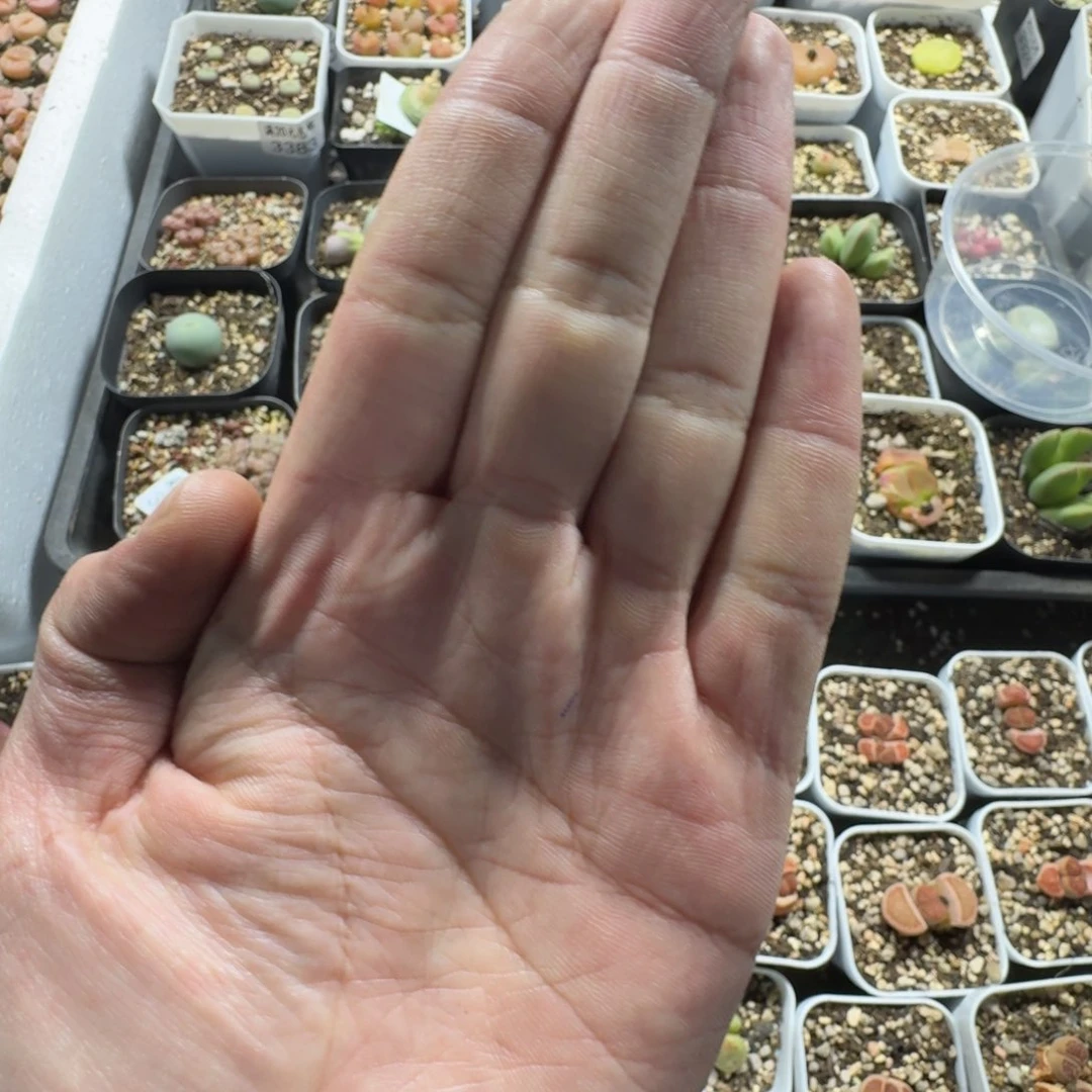 W****g3418。 毛毛。猴脸。多肉植物