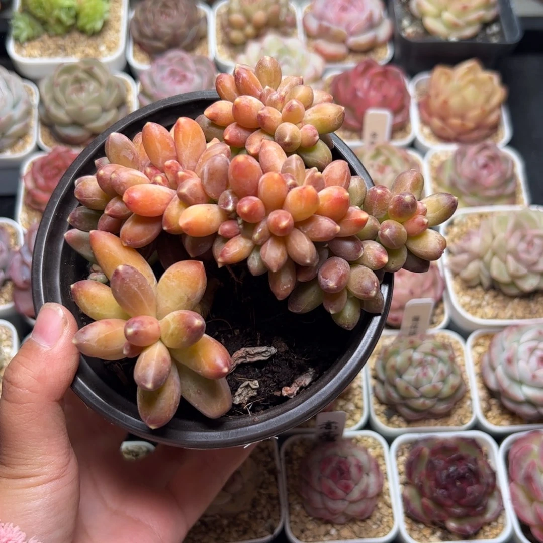 逗752 多肉植物组合盆栽
