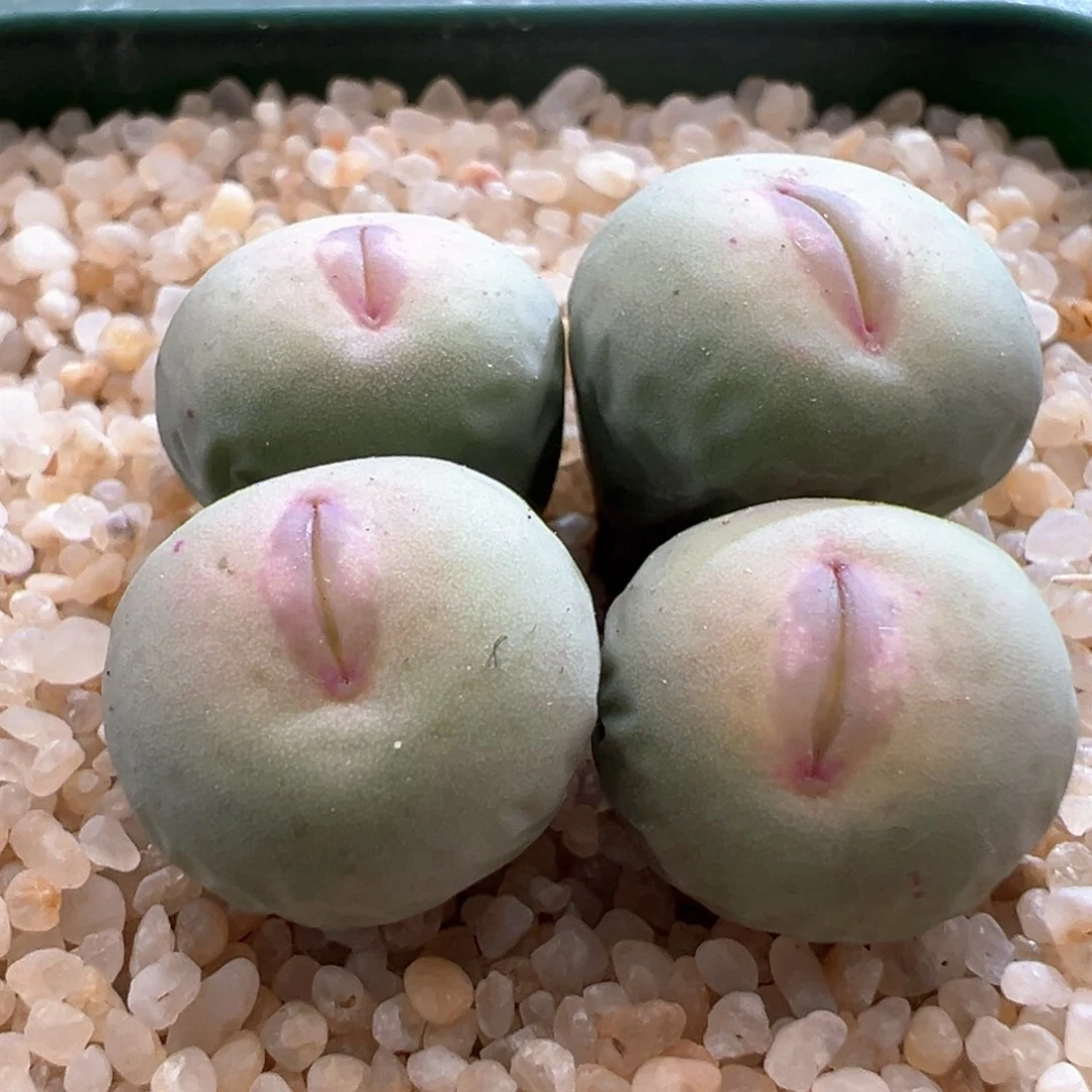 318。pv1014大型sub红嘴