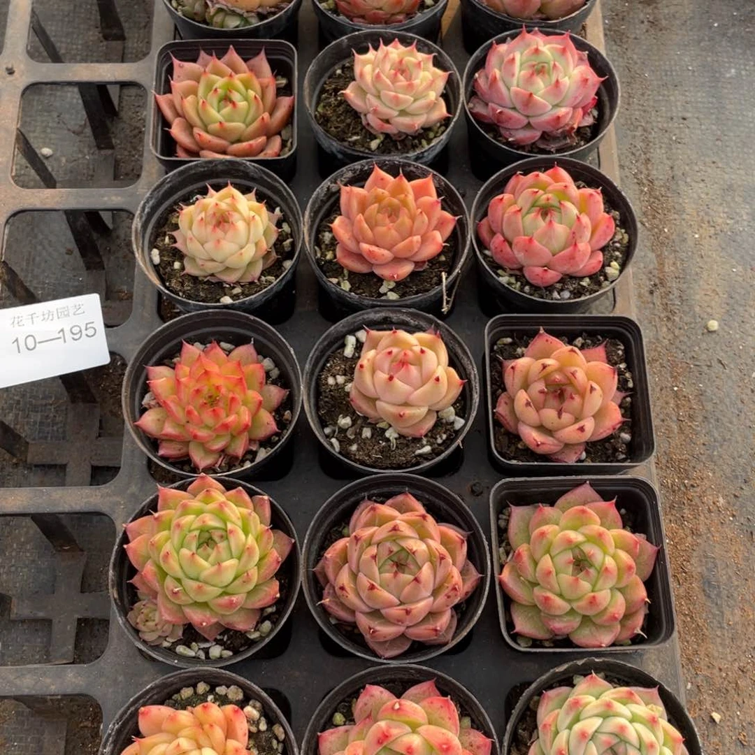 樱***坊一物一拍18颗10-195