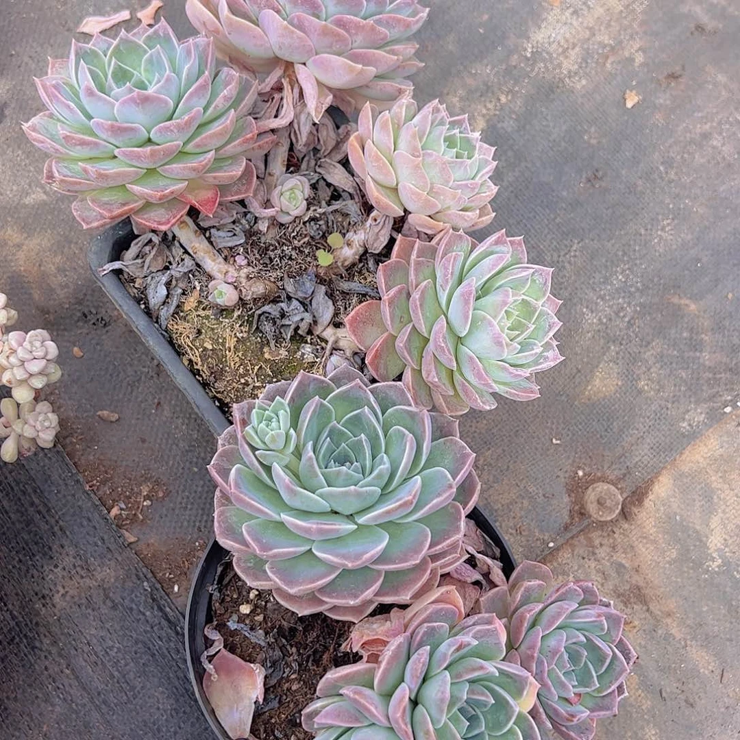 原始哈利沃森多头大盆群精品