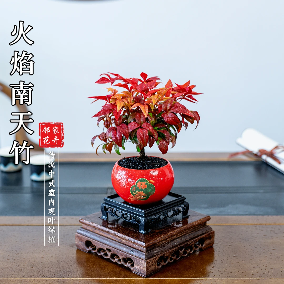 【火焰南天竹】室内桌面精致盆景冬季红耐寒耐冻好养绿植