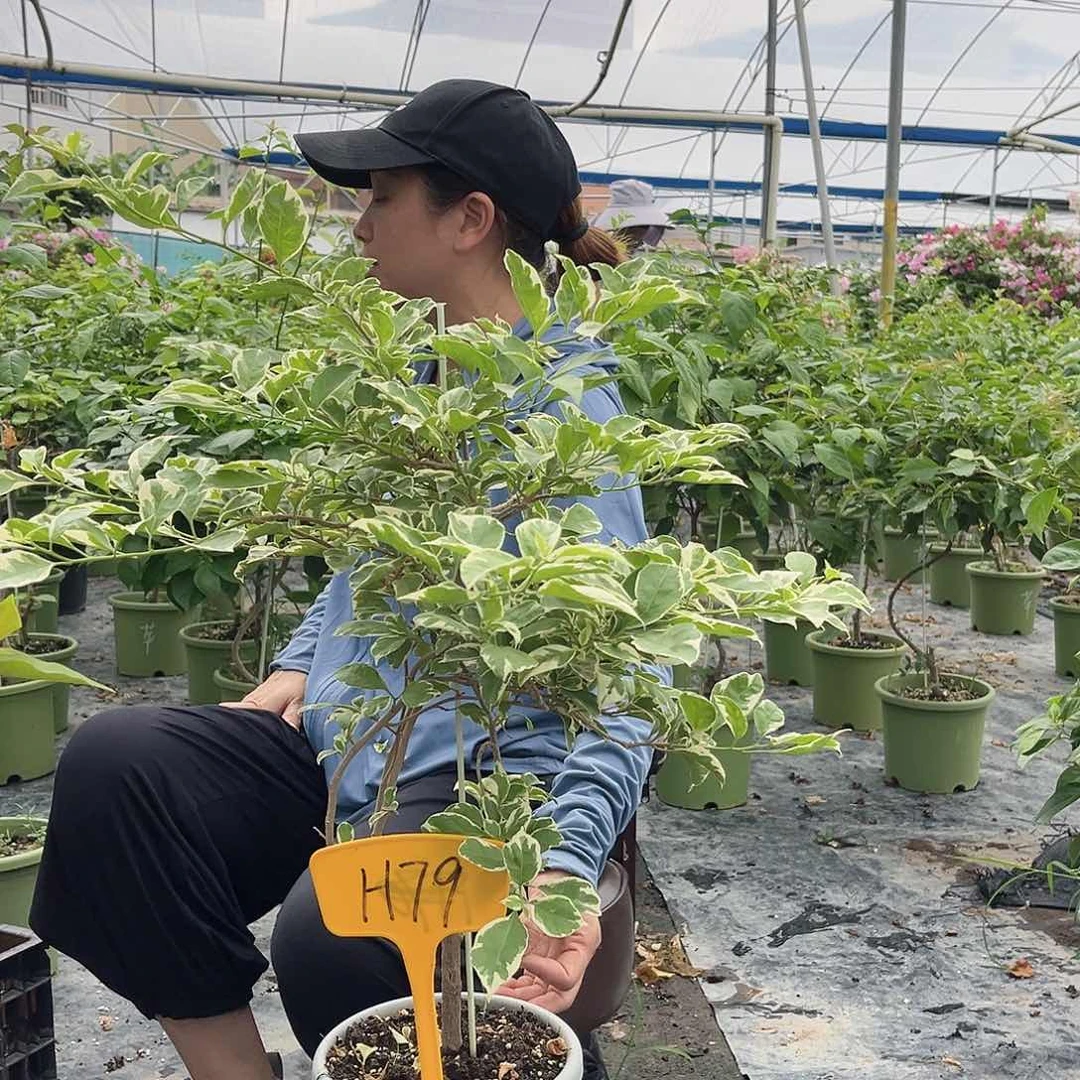 ᨳ****完全开放H79三角梅一颗