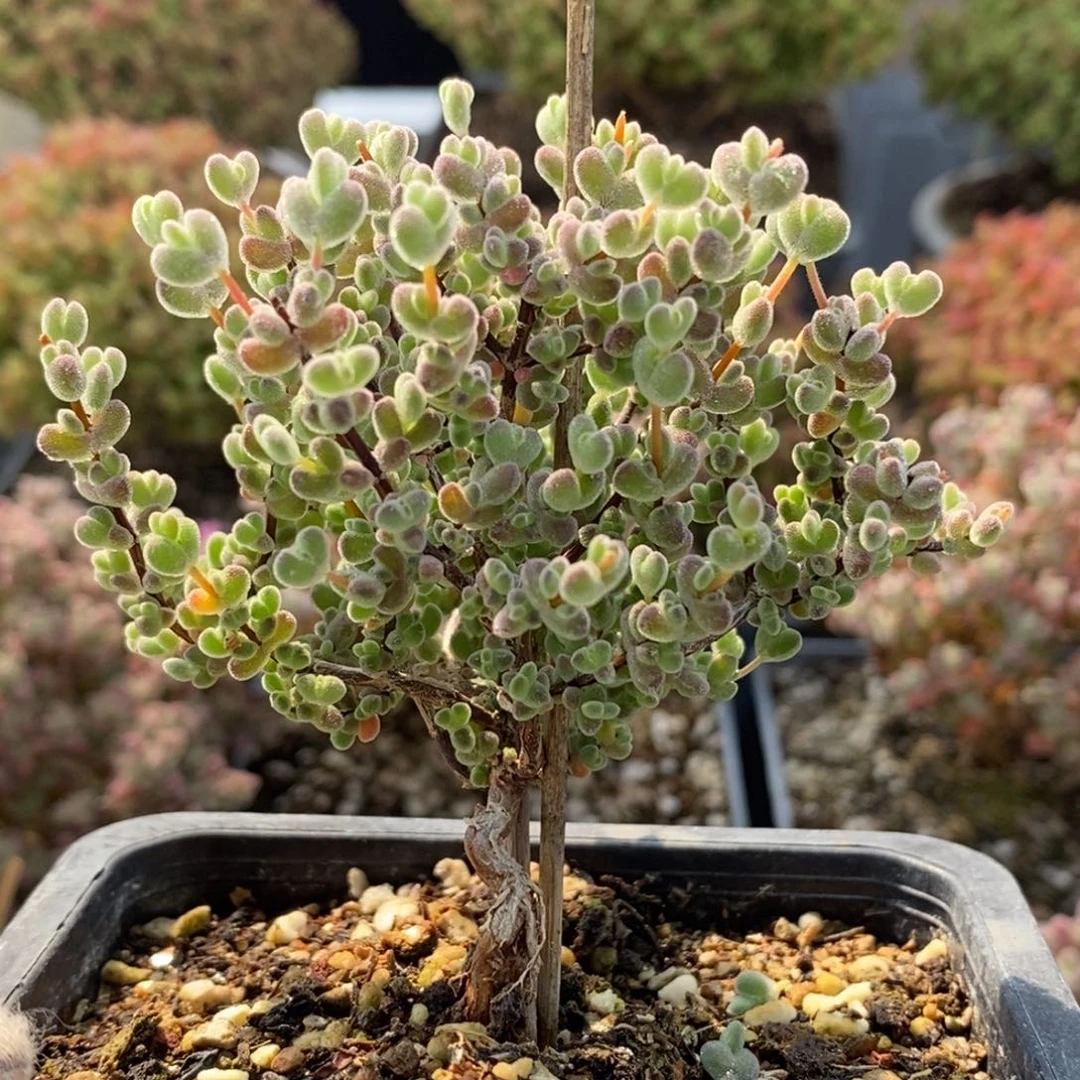 实生莱斯5748枝干番杏