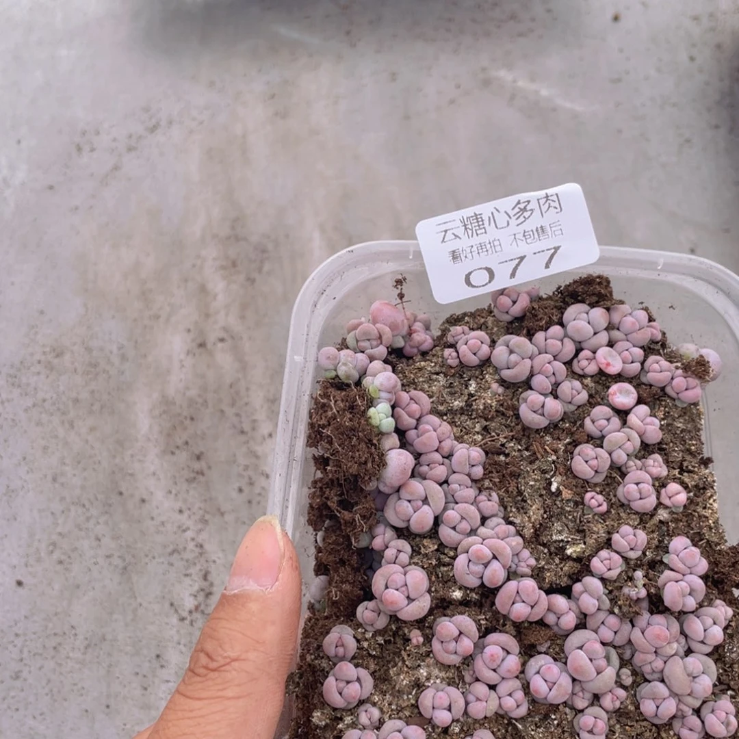 云糖心多肉植物77