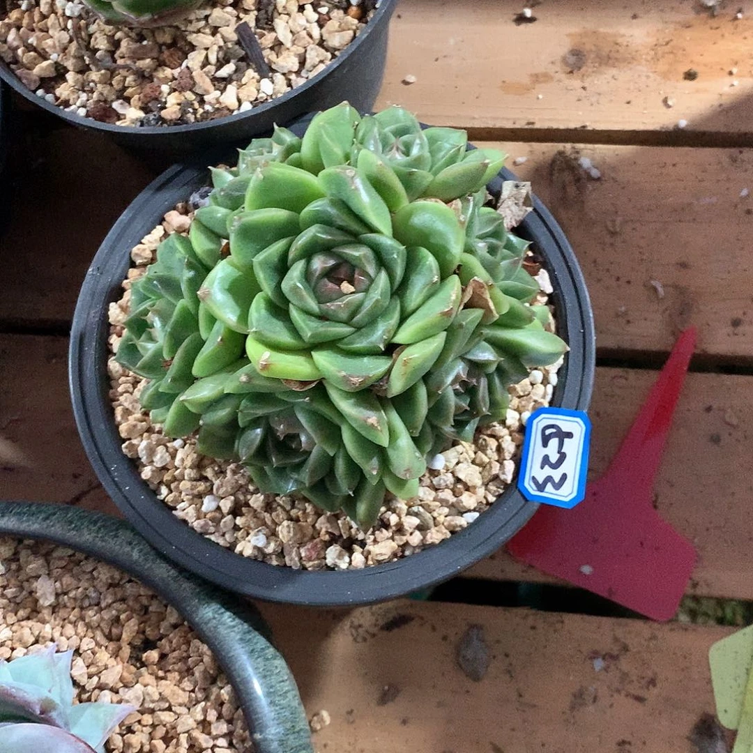 523杂一物一拍多肉