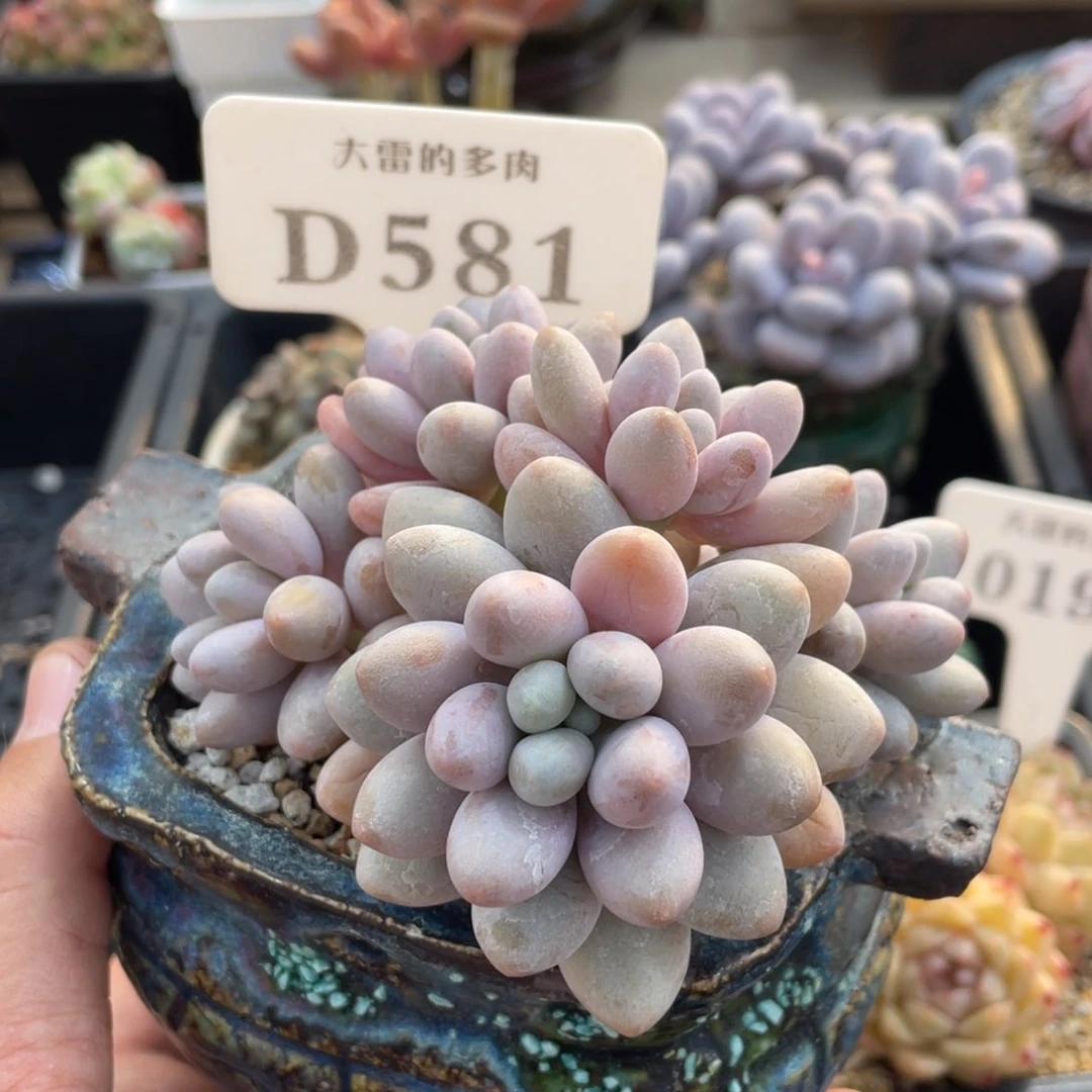 581汤圆不带盆10厘米