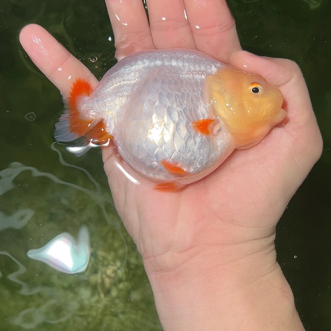 金鱼兰寿金鱼活体链接