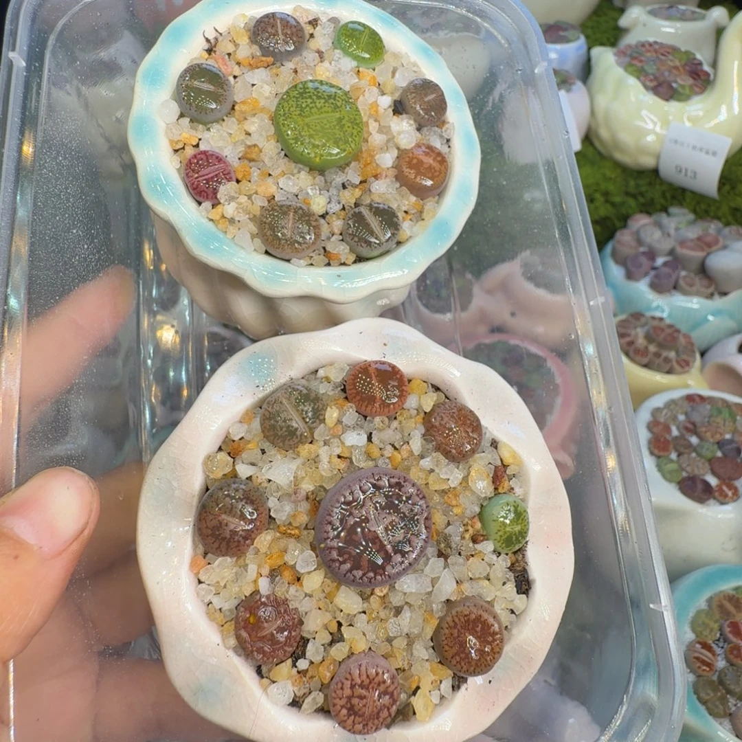 是***呐多肉植物福利冲923