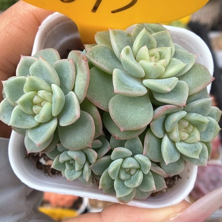 x103六头群生893号。