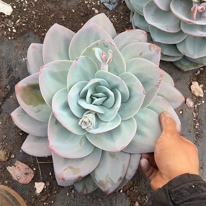 奶茶9.99多肉植物