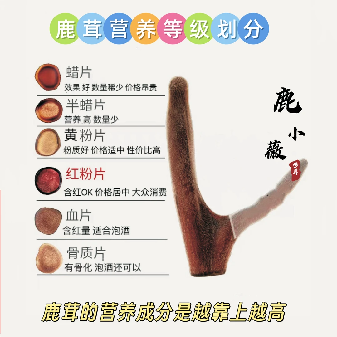 鹿小薇•整枝干鹿茸二杠鹿茸段切片鹿茸全蜡片半蜡片黄粉片红粉片