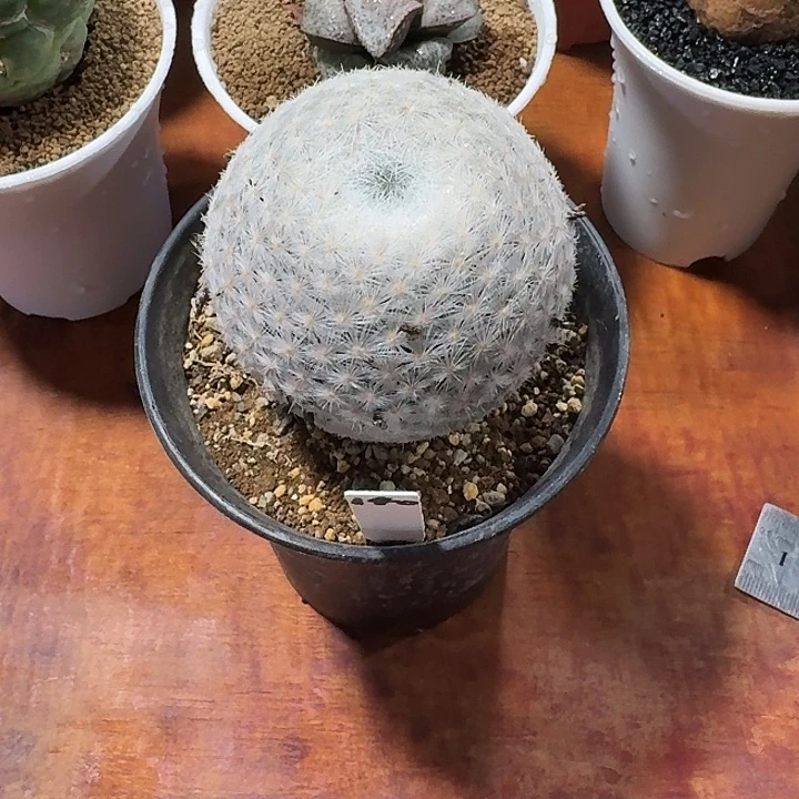 ****飞140号大春星仙人球