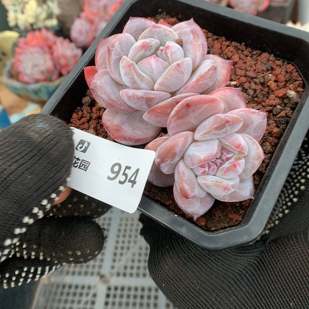 954星影多肉植物66666