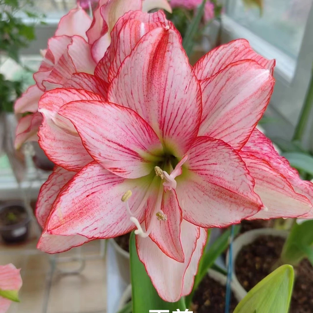 球根台朱-玉慈-中球【包对版到手鲜活不包养护】北方默认剪叶