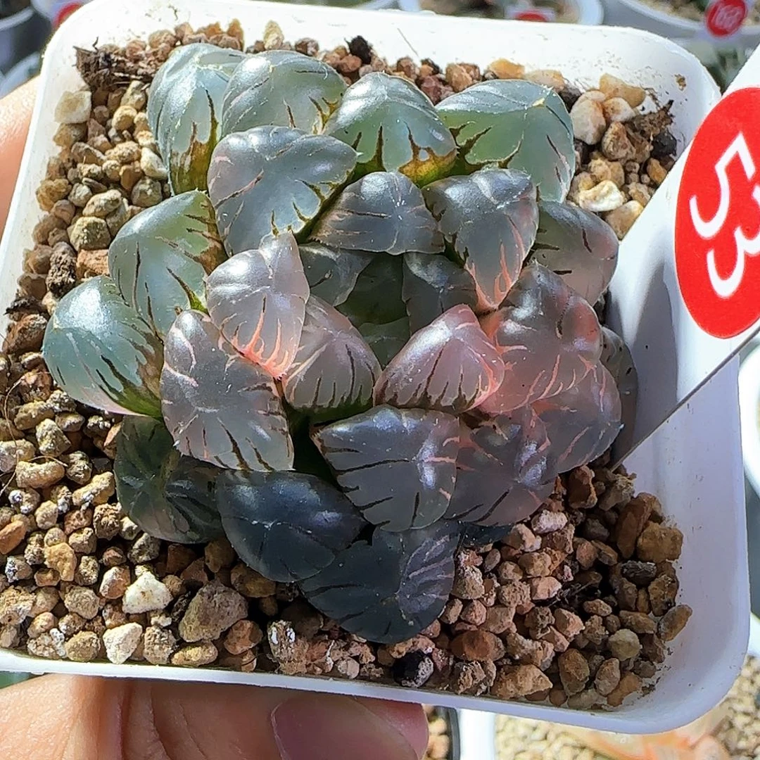 53号大窗冰灯玉露锦一物一拍带盆土