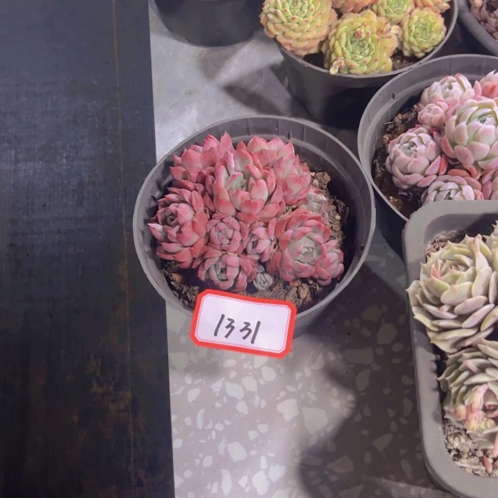 木*易1331绿龙多肉