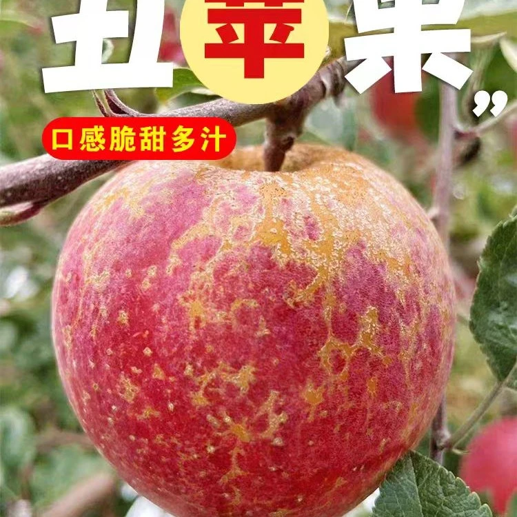 四川大凉山盐源糖心丑苹果新鲜脆甜多汁产地直发应季水果