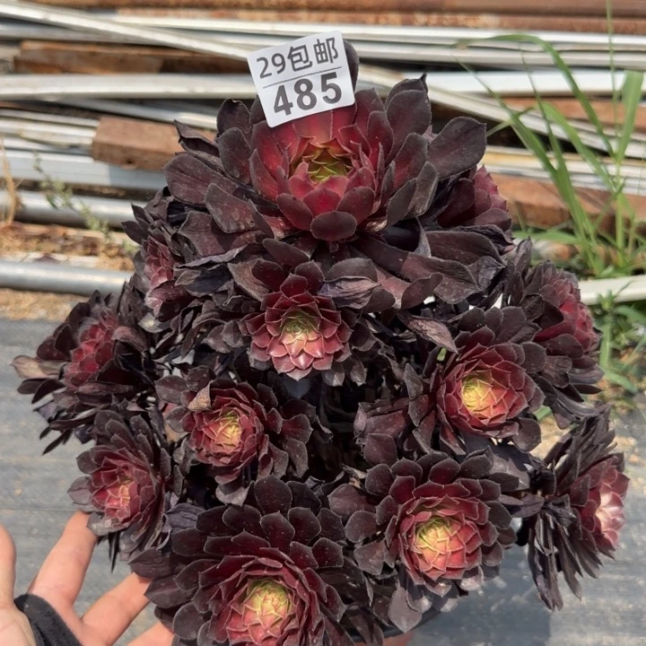 黑铜壶……多肉植物……