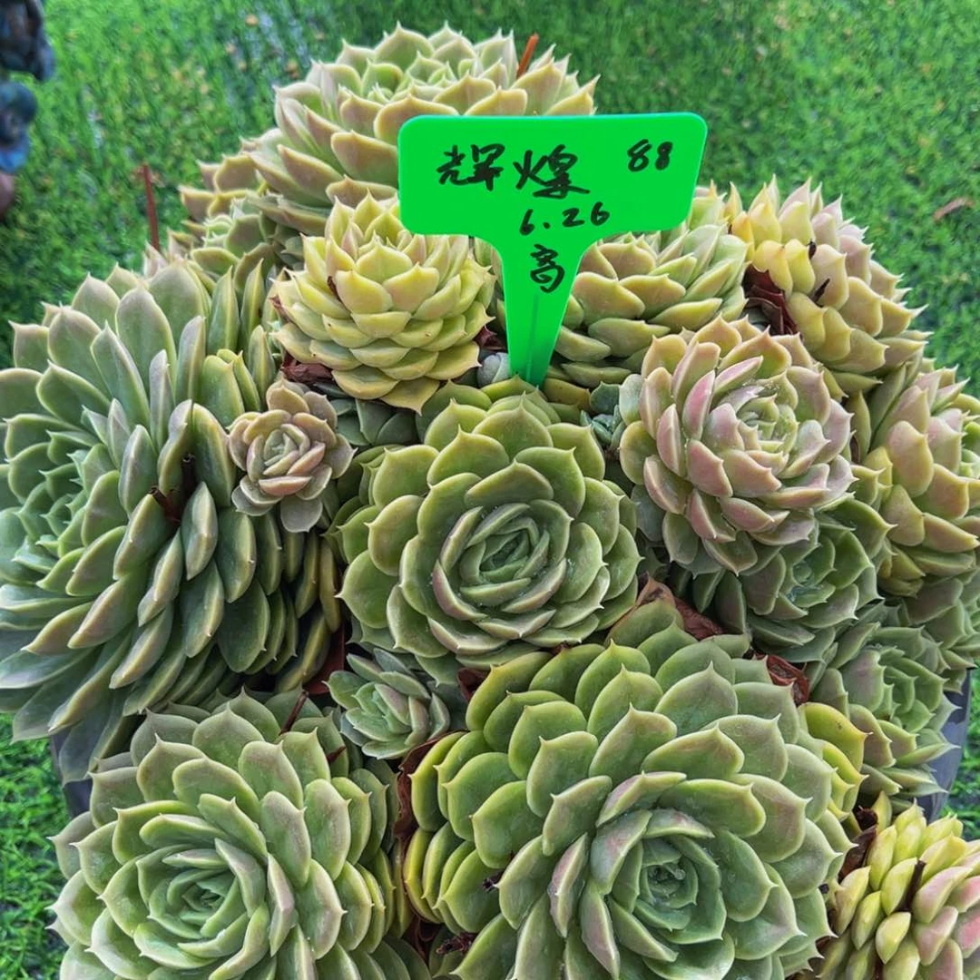 一物一拍多肉植物