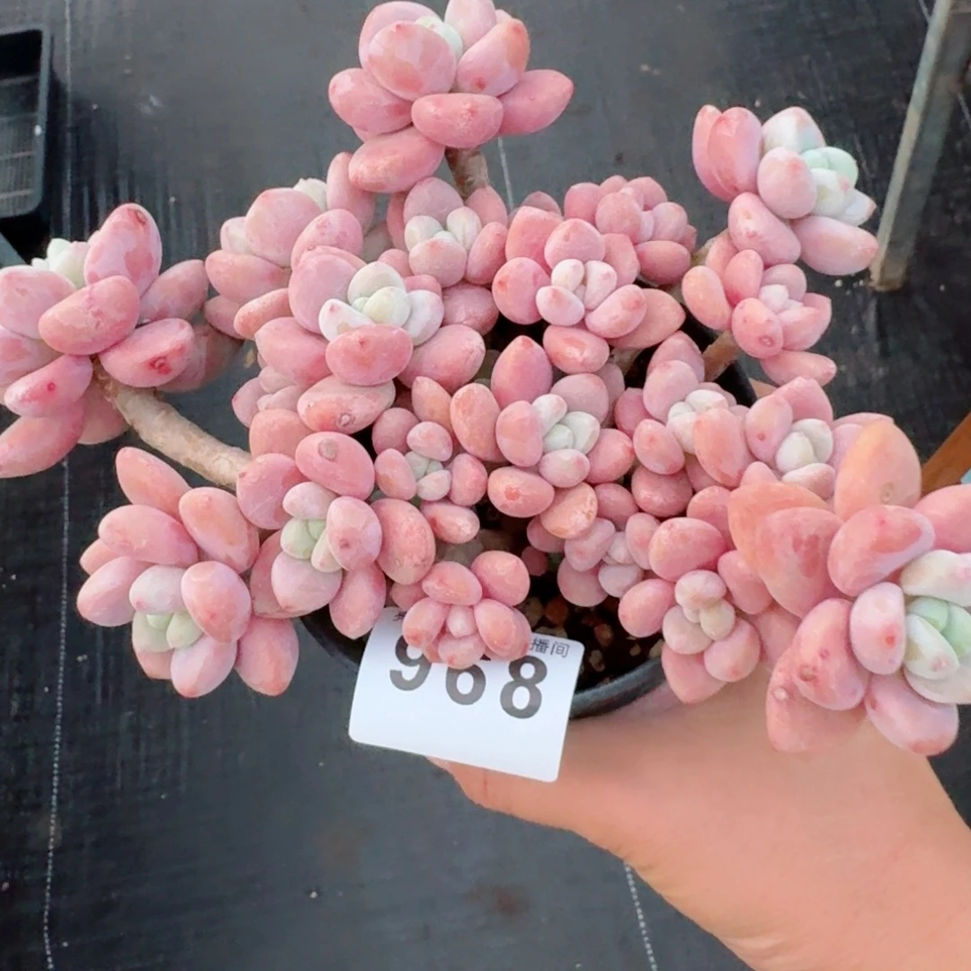 洛神群生整装无砍老桩         精品多肉