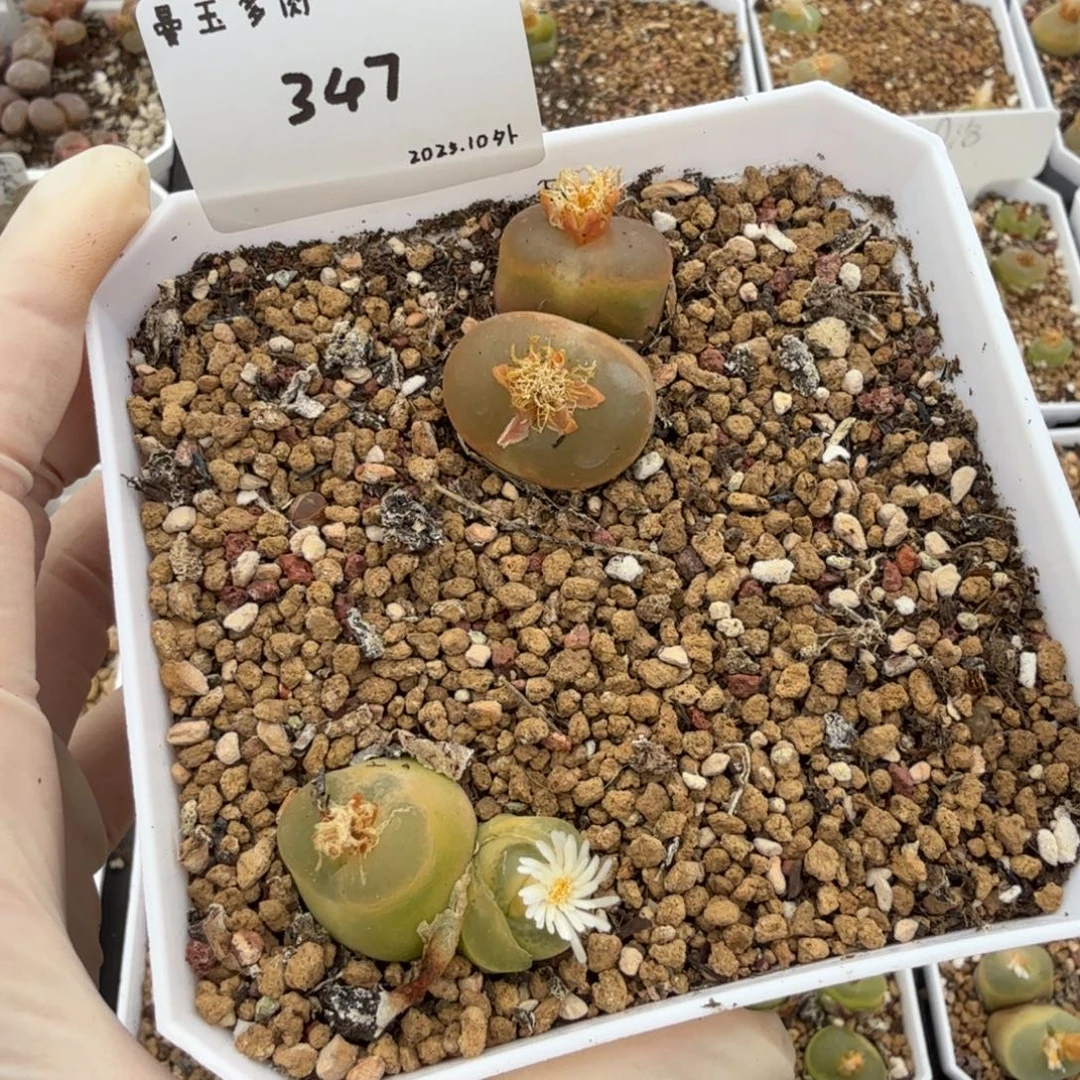 水***弥多肉多肉多肉10-347