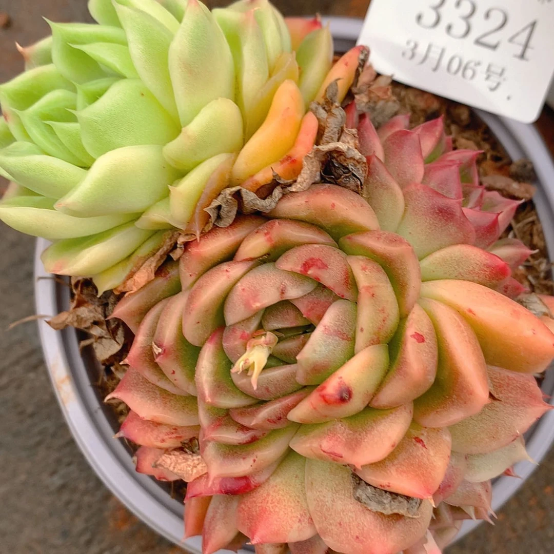 【闪购商品】云3324