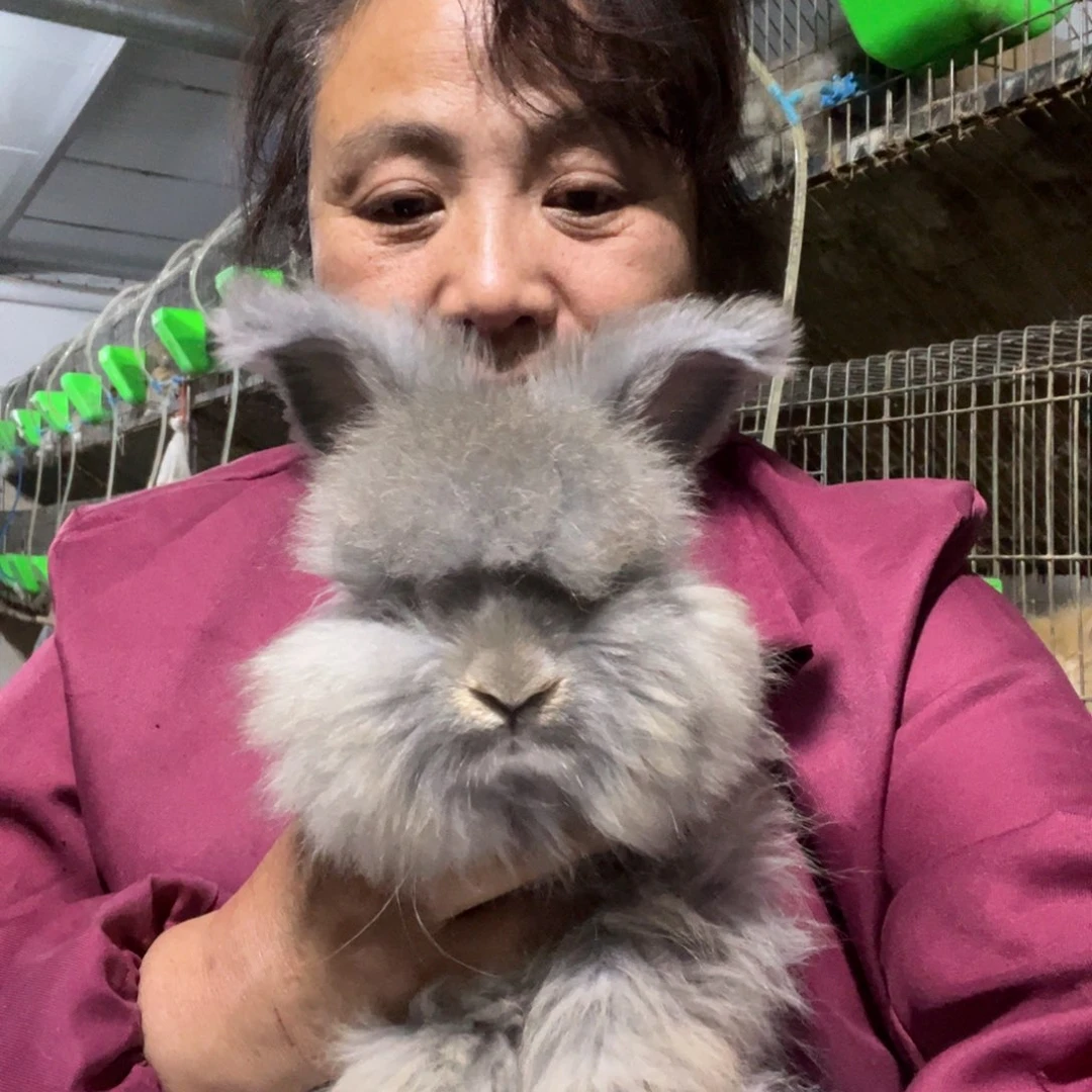 宠物兔英系安哥拉兔