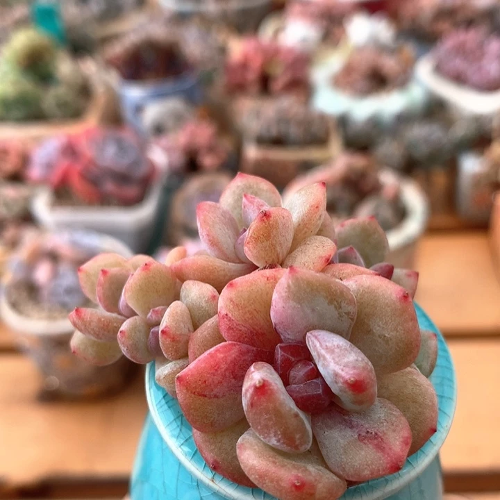 星影石化多肉 005