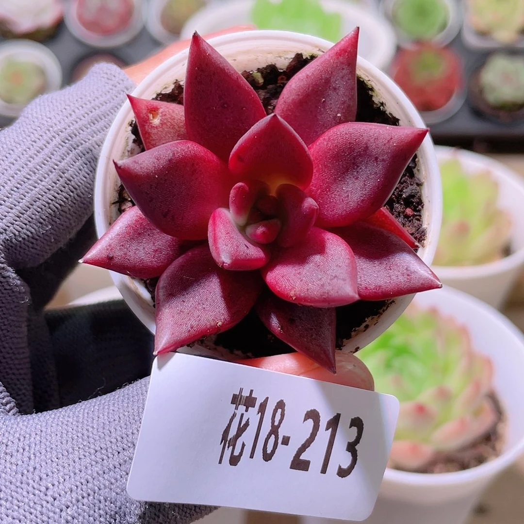 花利美18-213血罗