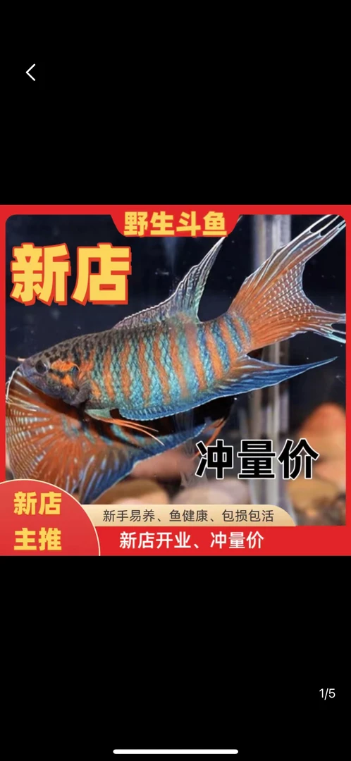 中国斗鱼 观赏鱼 不用打烊，好养活