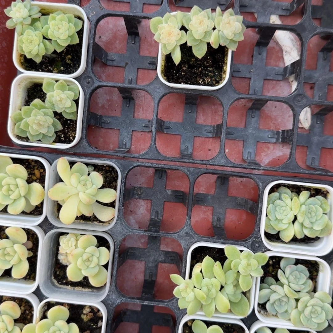 十***。泼天 三头盆新床满25包邮