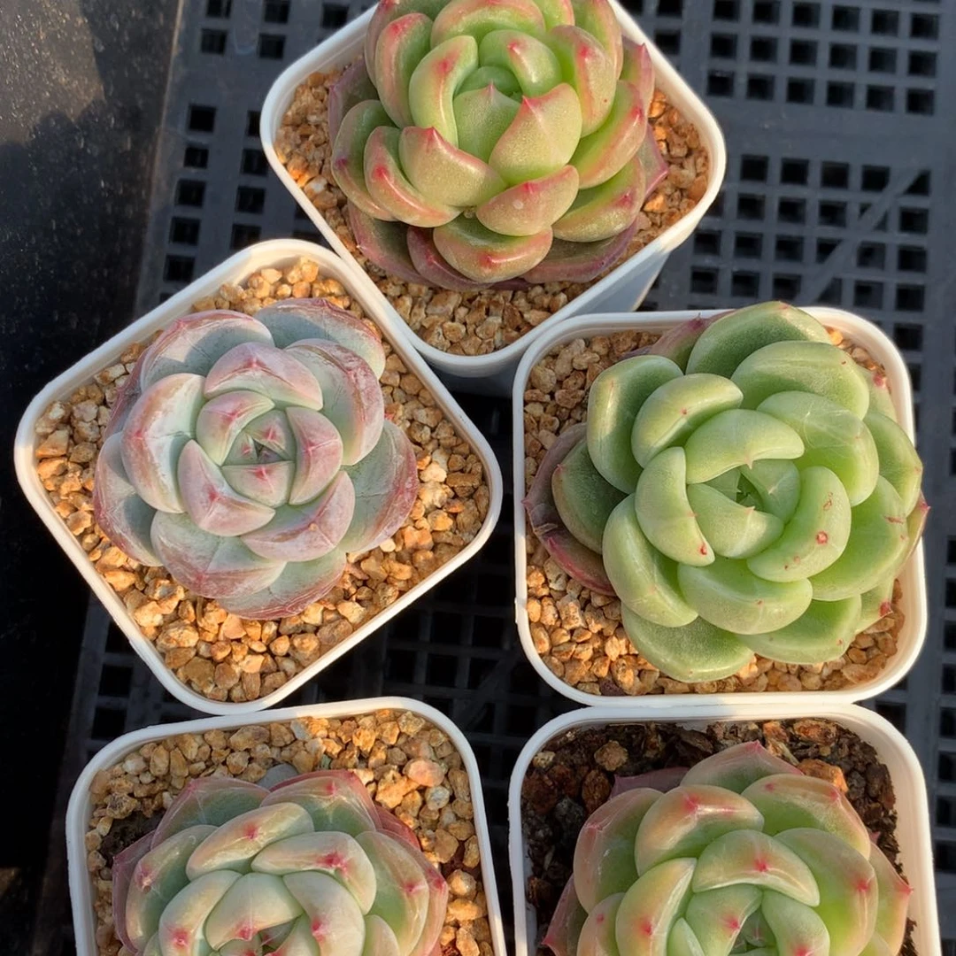 0205-27 珍妮优选