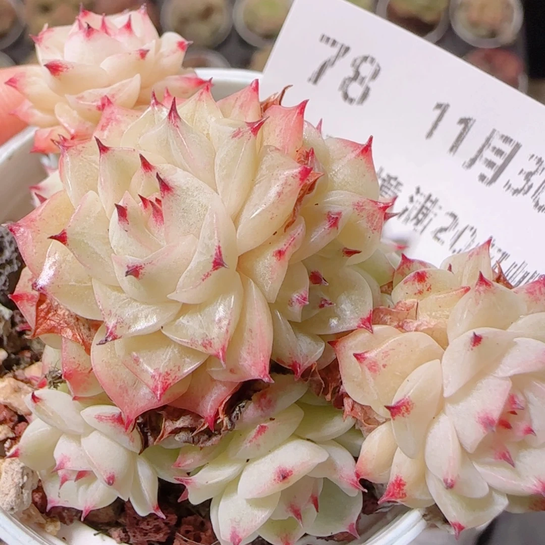 花语逸镜1130-78散